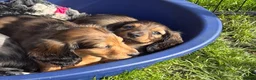 Dachshund dogs for sale: 2 KC Standard Long Haired Dachshund Puppies - Advert 6