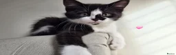 Mixed Breed cats for sale: Two sweet girls looking for their loving home in Grays - Advert 10