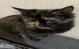 Domestic Shorthair cats for sale: 6 kittens ready for sale, 2 months old - Image 19