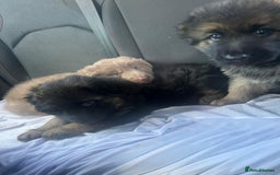 German Shepherd dogs for sale: KC REG GSD PUPPIES FULLY SCORED AND TESTED PARENTS - Image 15