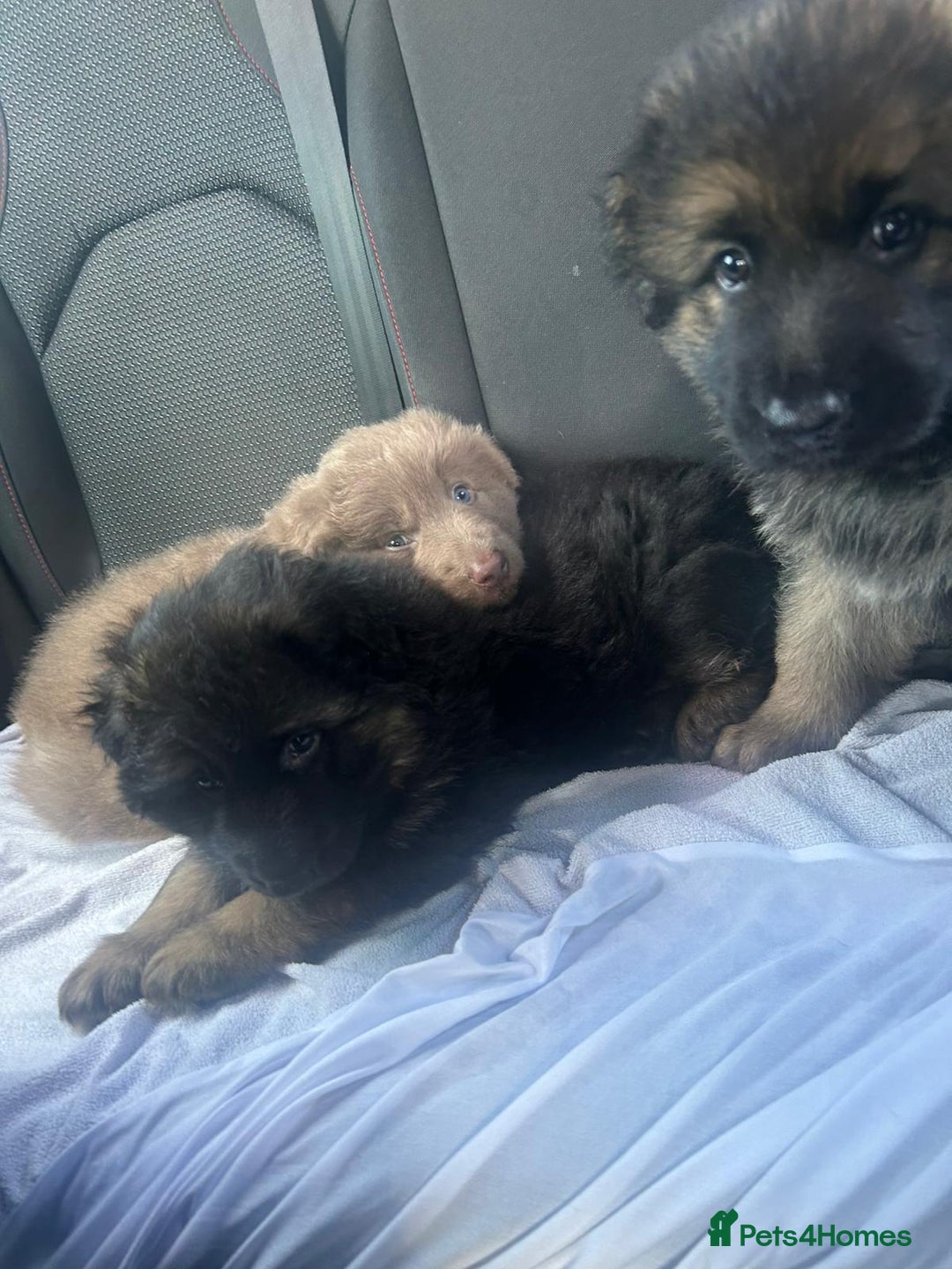 German Shepherd dogs for sale: KC REG GSD PUPPIES FULLY SCORED AND TESTED PARENTS - Image 15