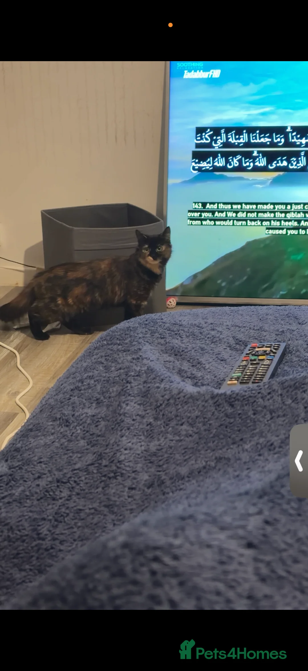 Mixed Breed cats for sale: 3 cats for sale  - Advert 2
