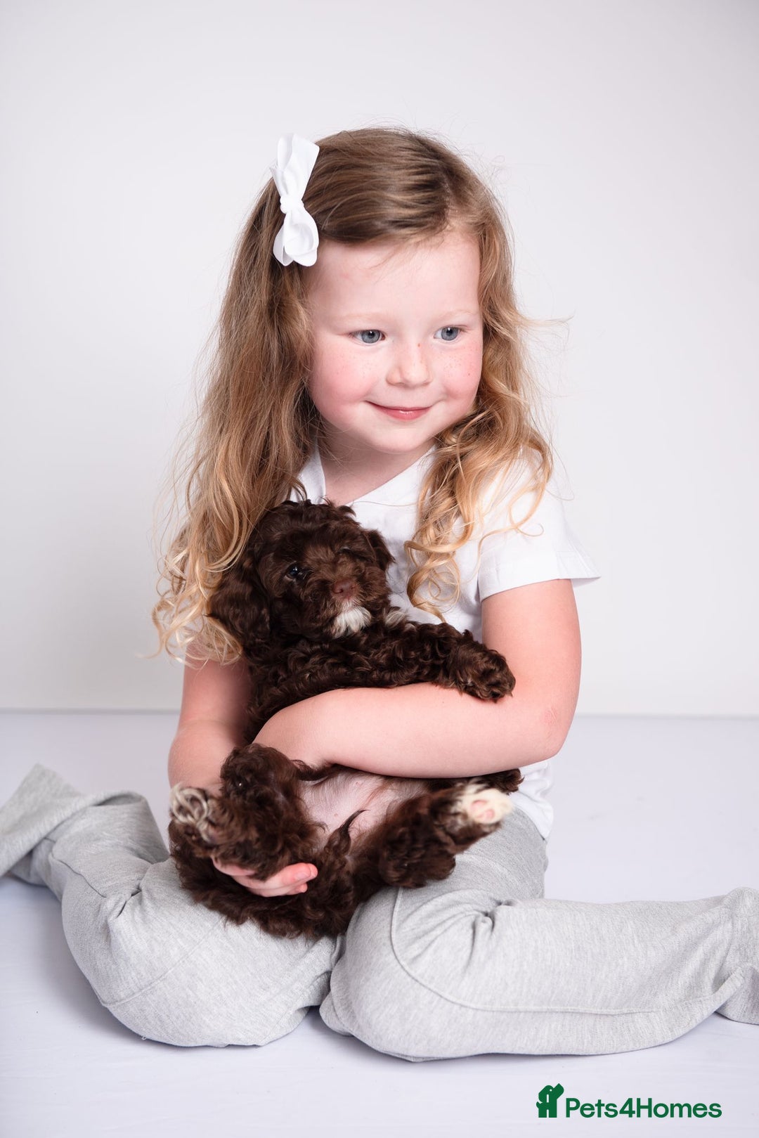 Cockapoo dogs for sale: Toy Cockapoo Puppies From DNA Health Tested Lines - Image 3