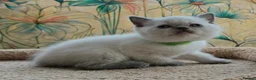 British Shorthair cats for sale: Stunning BSH Blue eyed Colour Point Kittens - Advert 23