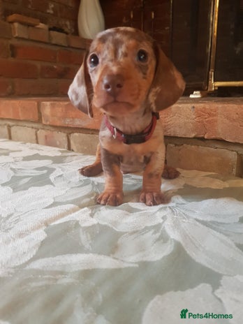 Miniature Dachshund dogs - Advert 15