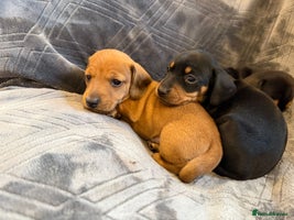 Miniature Dachshund dogs Three beautiful miniature dachshund boys - Advert 8