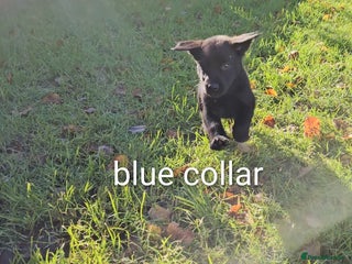 Mixed Breed dogs Dutch shepherd X pointer puppies - Advert 5