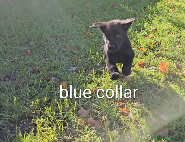 Mixed Breed dogs Dutch shepherd X pointer puppies - Advert 7