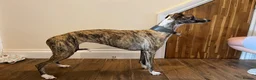 Whippet dogs for sale: Outstanding Male Whippets - Advert 20