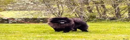 Chow Chow dogs for sale: Kc Registered chowchow pups ready now  - Advert 7