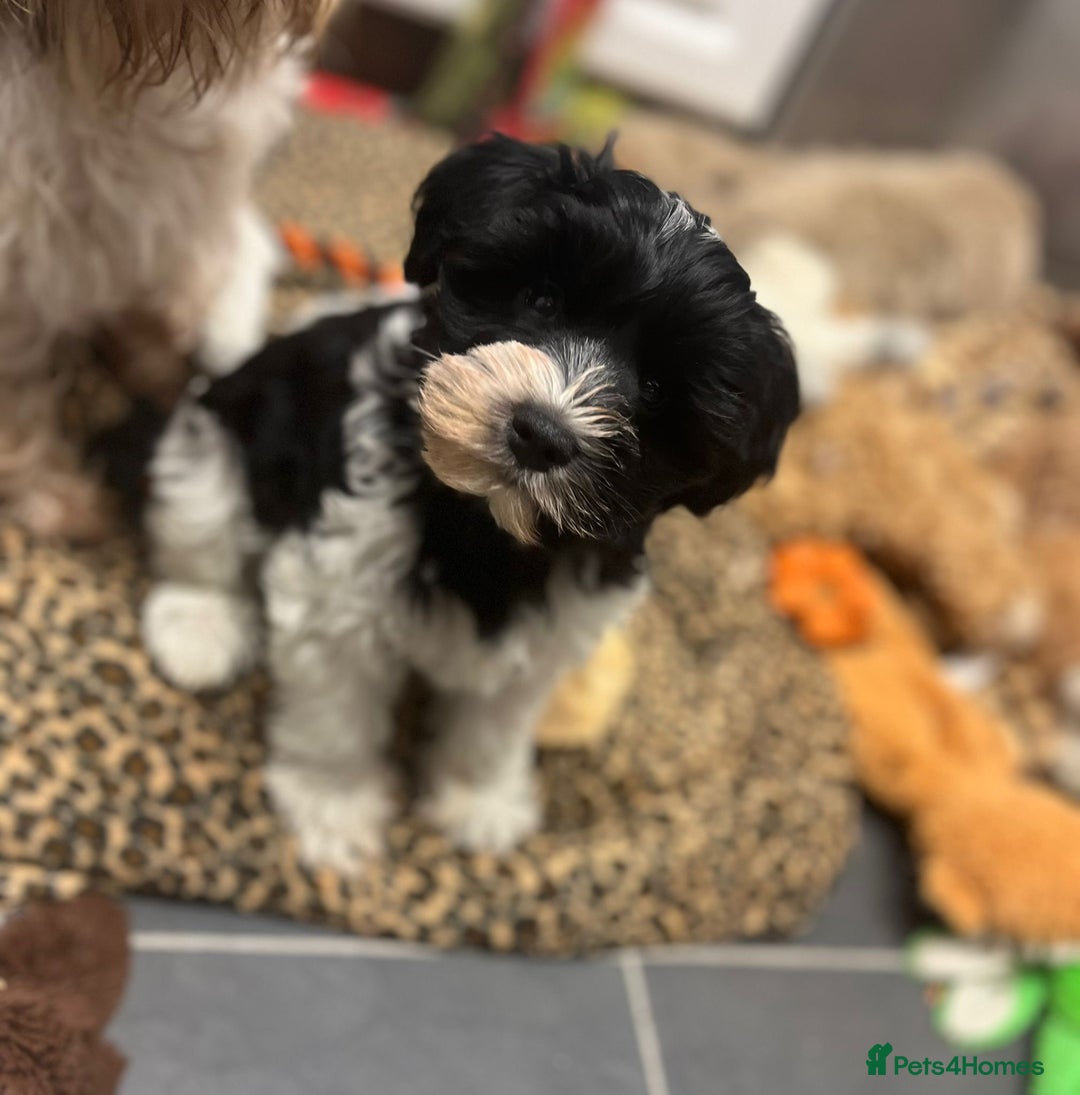 Miniature Schnauzer dogs for sale:  ❤️PARTI MINIATURE SCHNAUZER GIRL  - Advert 11