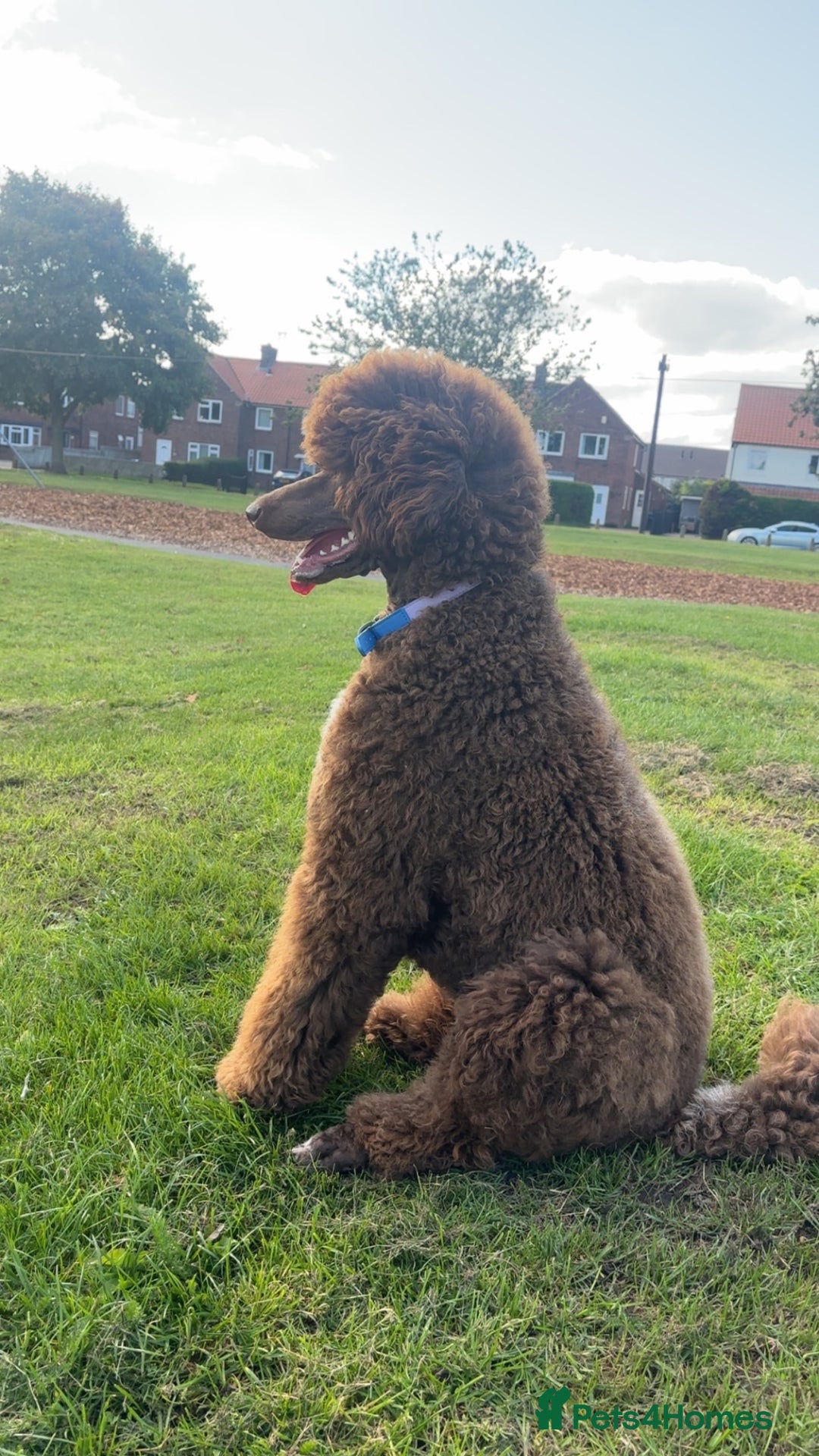 Standard Poodle dogs for sale: Standard poodle  - Image 3