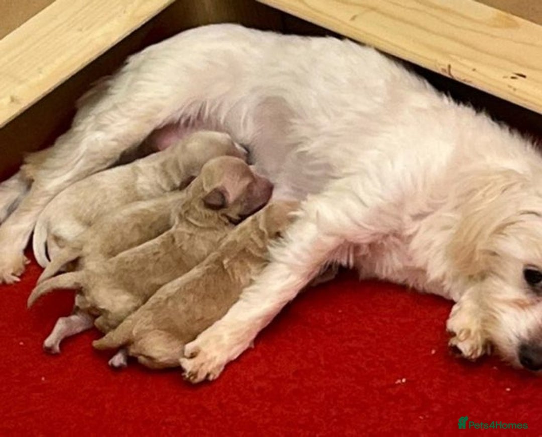 Maltipoo dogs for sale: Multiple puppies  - Image 3