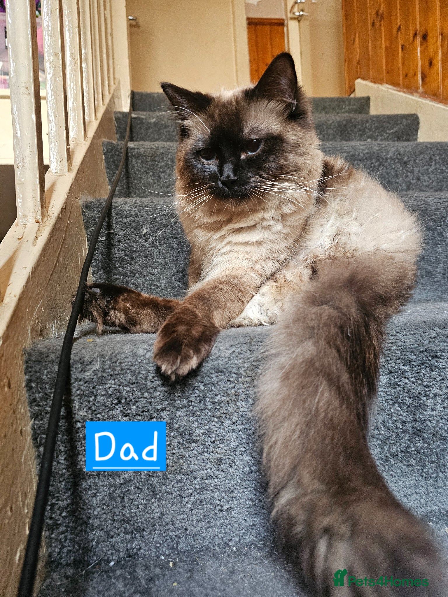 Ragdoll cats for sale: Beautiful Ragdoll Kittens  - Advert 14