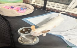 Chihuahua dogs for sale: ben🤍🤍 - Image 3