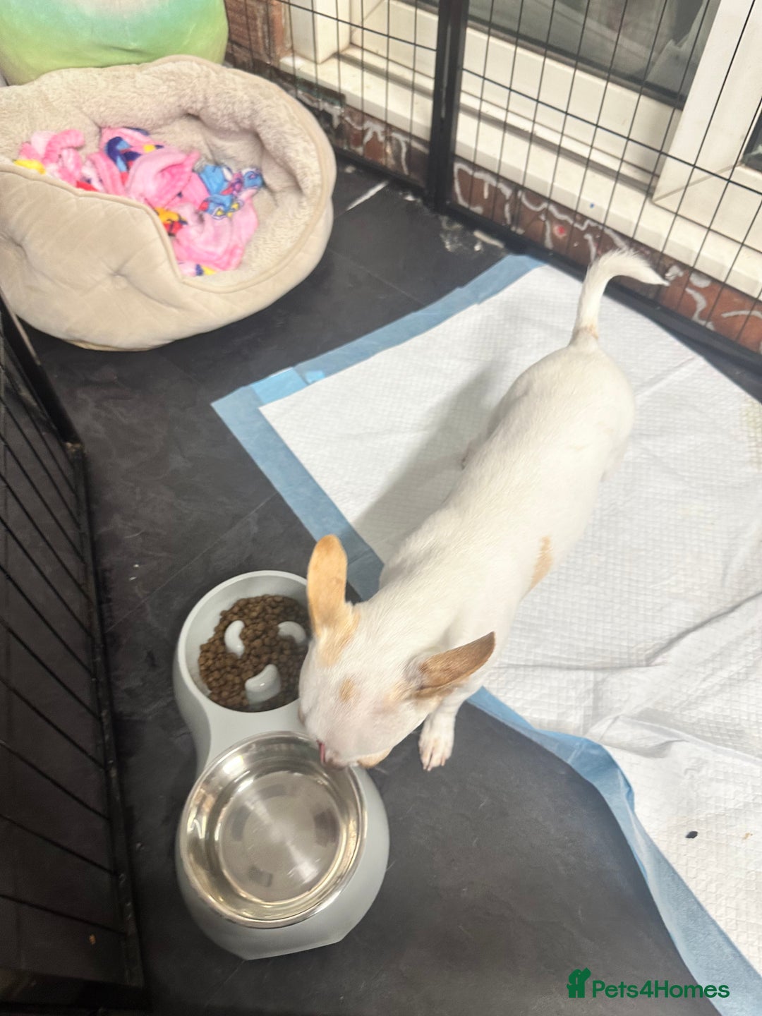 Chihuahua dogs for sale: ben🤍🤍 - Image 3