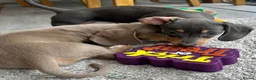 Miniature Dachshund dogs for sale: Miniature Dutch hound puppies - Advert 12