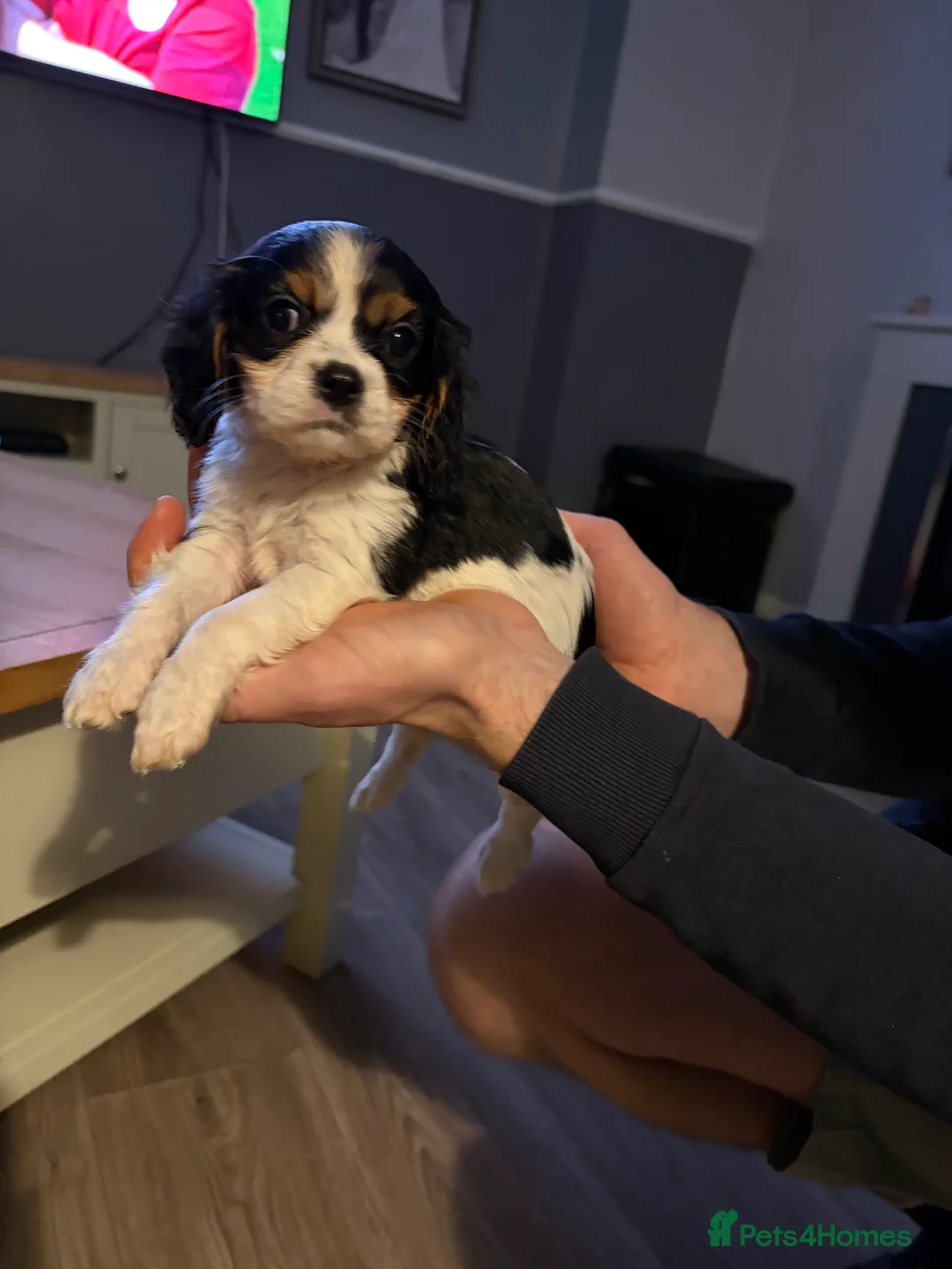 Cavalier King Charles Spaniel dogs for sale: Cavalier King Charles  - Advert 2