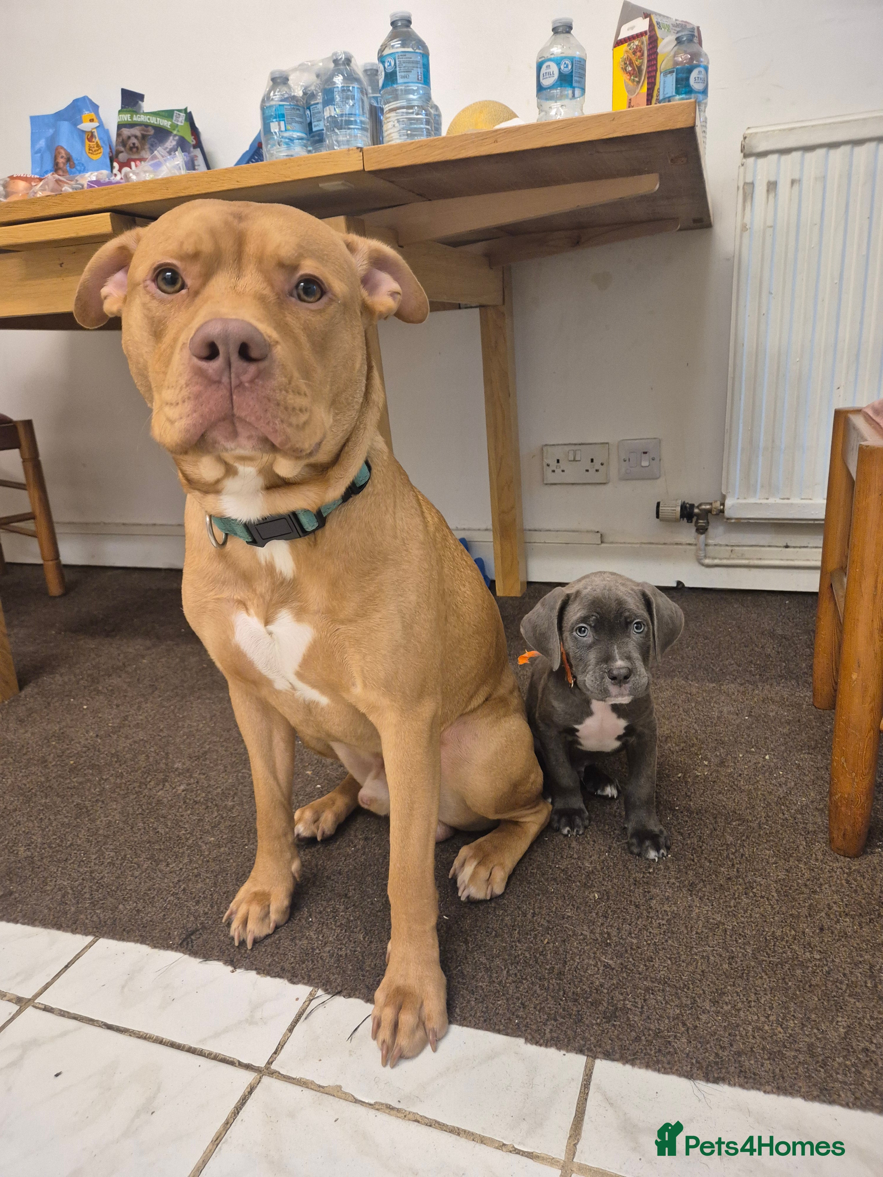 American Bulldog dogs JUST OVER 1 YEAR OLD MALE, AMEICAN BULLDOG CROSS - Advert 15