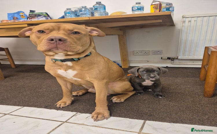 American Bulldog dogs JUST OVER 1 YEAR OLD MALE, AMEICAN BULLDOG CROSS - Advert 2