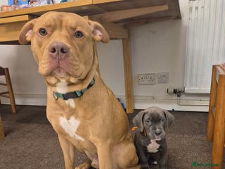 American Bulldog dogs JUST OVER 1 YEAR OLD MALE, AMEICAN BULLDOG CROSS - Advert 3