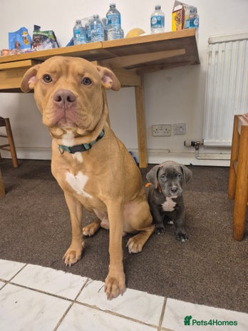 American Bulldog dogs JUST OVER 1 YEAR OLD MALE, AMEICAN BULLDOG CROSS - Advert 1