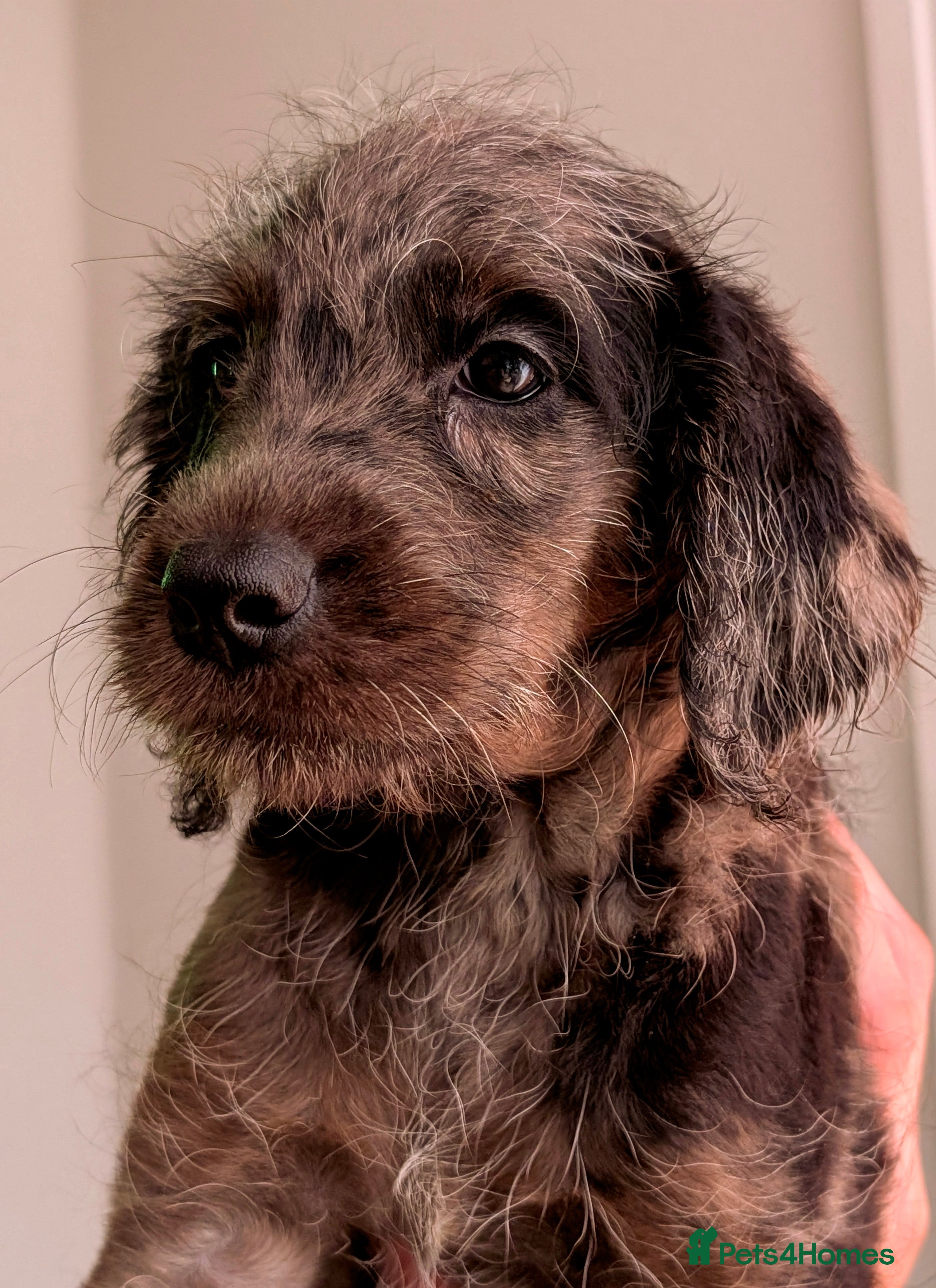 Labradoodle dogs Miniature Labradoodles -Merle, Phantom, Black, Red - Advert 1