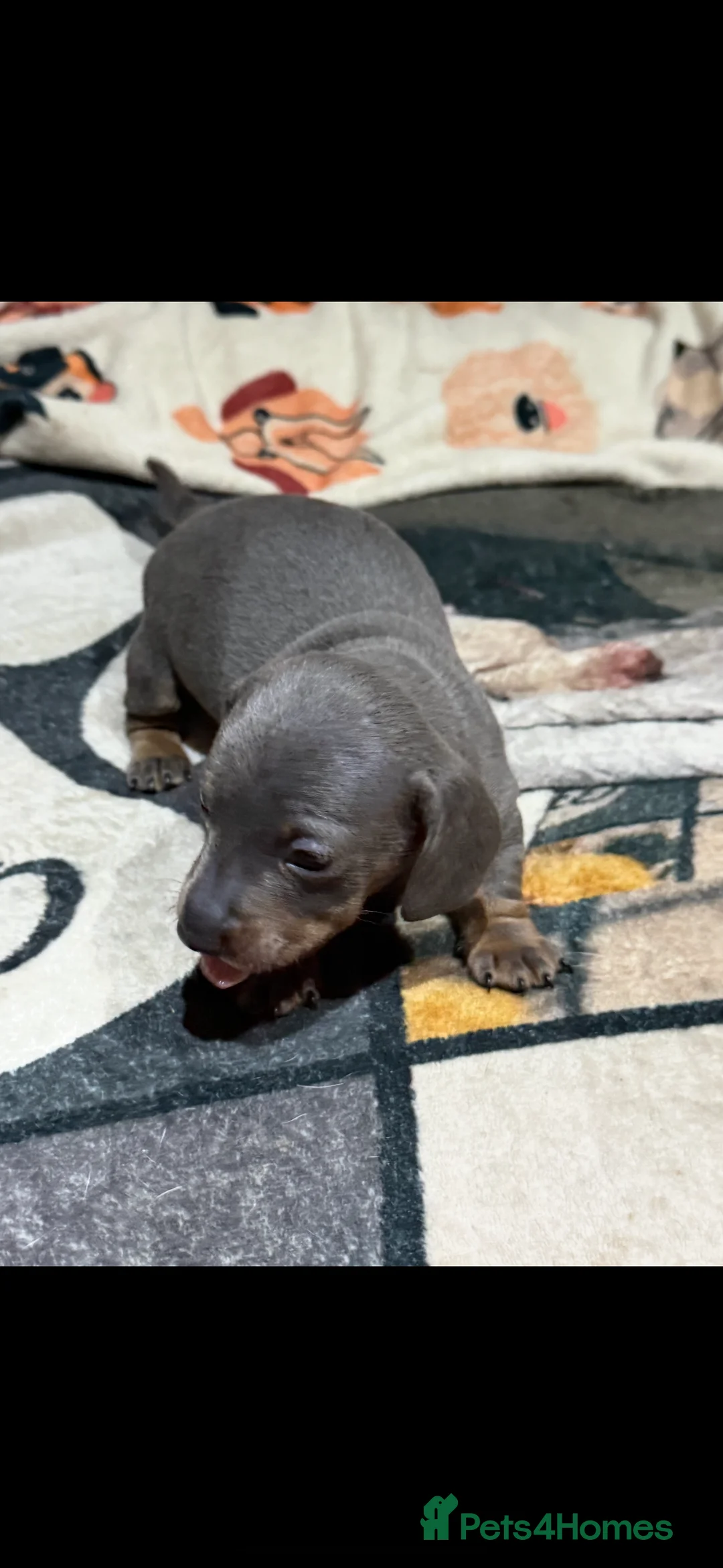Miniature Dachshund dogs for sale: 1 girl 1 boy looking for forever home  - Advert 5