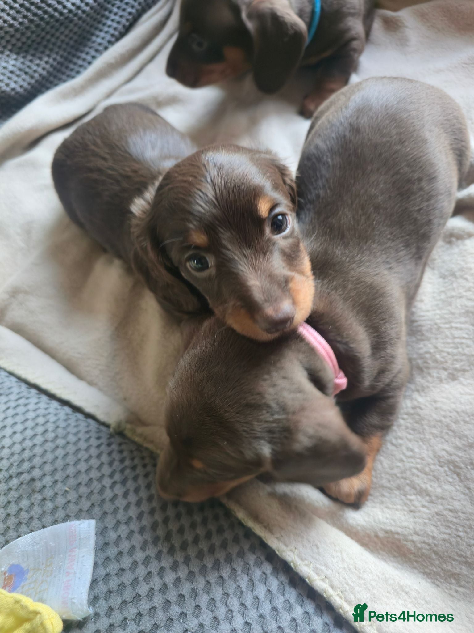 Miniature Dachshund dogs Miniature Dachshund Puppies - Advert 2