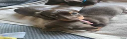Miniature Dachshund dogs for sale: Miniature Dachshund Puppies - Advert 5