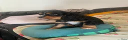 Cavalier King Charles Spaniel dogs for sale: Cavalier King Charles Spaniel Puppiez - Advert 6