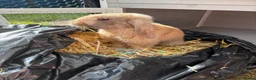 Mixed Breed rabbits for sale: 3 male rabbits and full set up  in Bristol - Advert 9