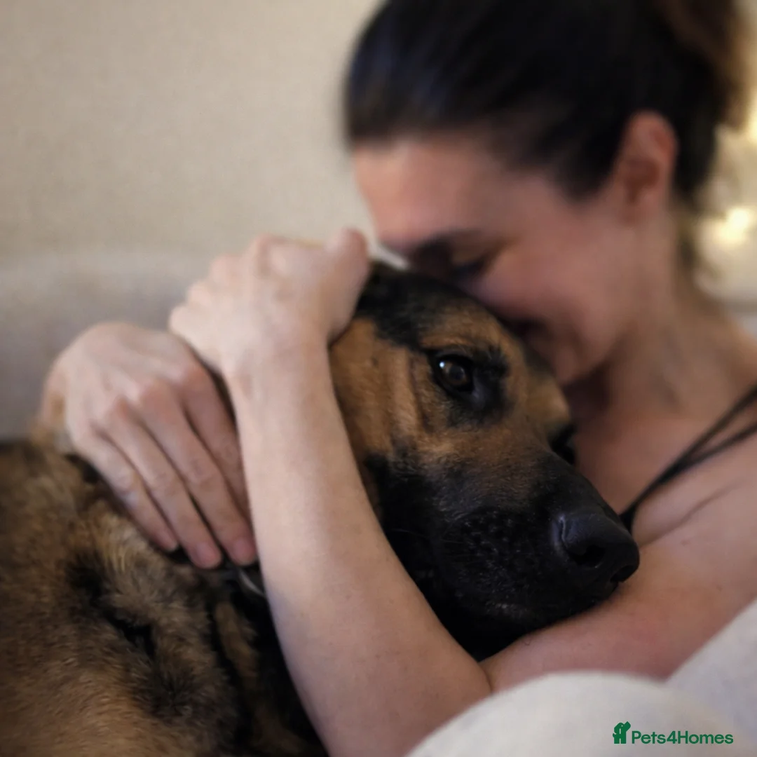 German Shepherd dogs for adoption: 💔JIM IS STILL WAITING..HE DOESN’T UNDERSTAND WHY  - Advert 8