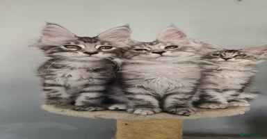 Maine Coon cats - Advert 10