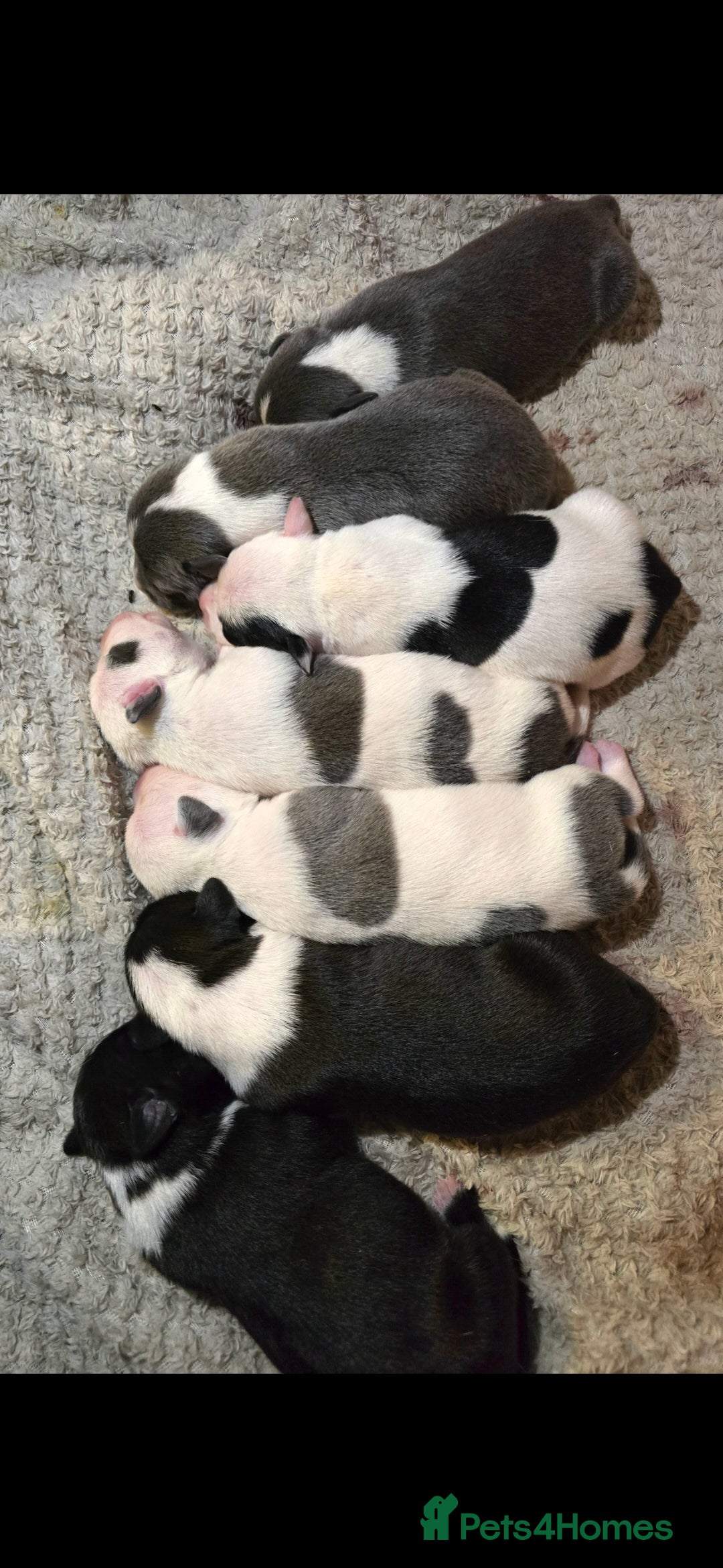 Staffordshire Bull Terrier dogs for sale: Staffordshire terrier puppies  - Advert 7