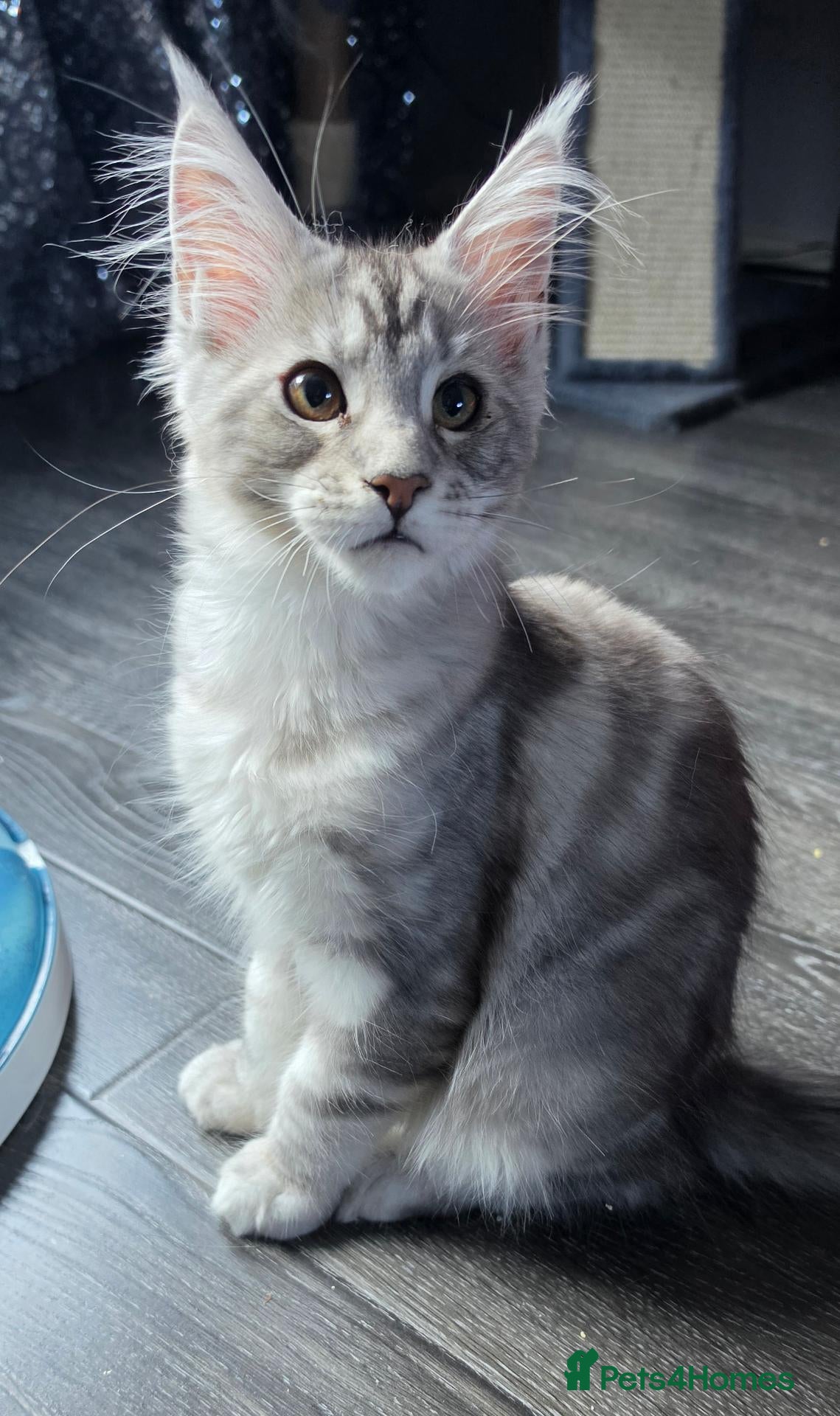 Maine Coon cats Stunning Maine coon kitten - Advert 6