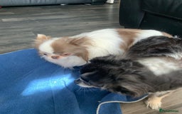 Chihuahua dogs for sale: Adorable semi long coat chihuahua puppies - Image 18