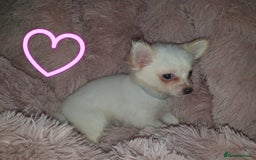 Chihuahua dogs for sale: Tri coloured longcoat apple head - Image 23
