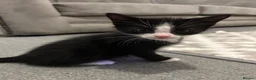 Mixed Breed cats for sale: 1 calico and 1 black and white kitten in Bangor - Advert 6