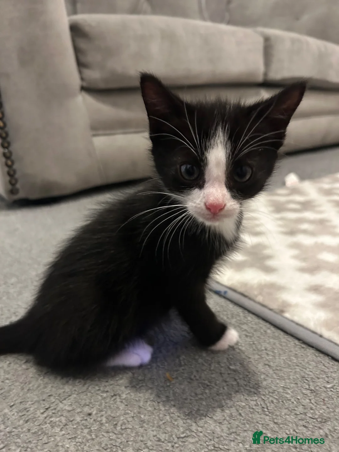 Mixed Breed cats for sale: 1 calico and 1 black and white kitten in Bangor - Advert 6