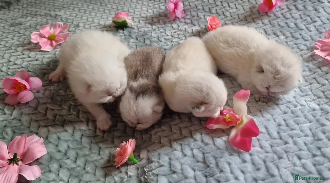 British Shorthair cats for sale: 💖GOLDEN & SILVER BSH & BLH KITTENS💖 - Advert 1