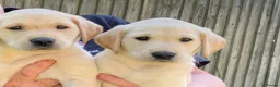 Labrador Retriever dogs for sale: Working Labrador dog puppies - Advert 1