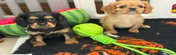 Cavalier King Charles Spaniel dogs for sale: Kennel club registered cavalier King Charles pups  - Advert 6