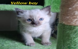 Ragdoll cats for sale: GCCF Gorgeous Pure Pedigree Ragdoll Kittens - Image 26