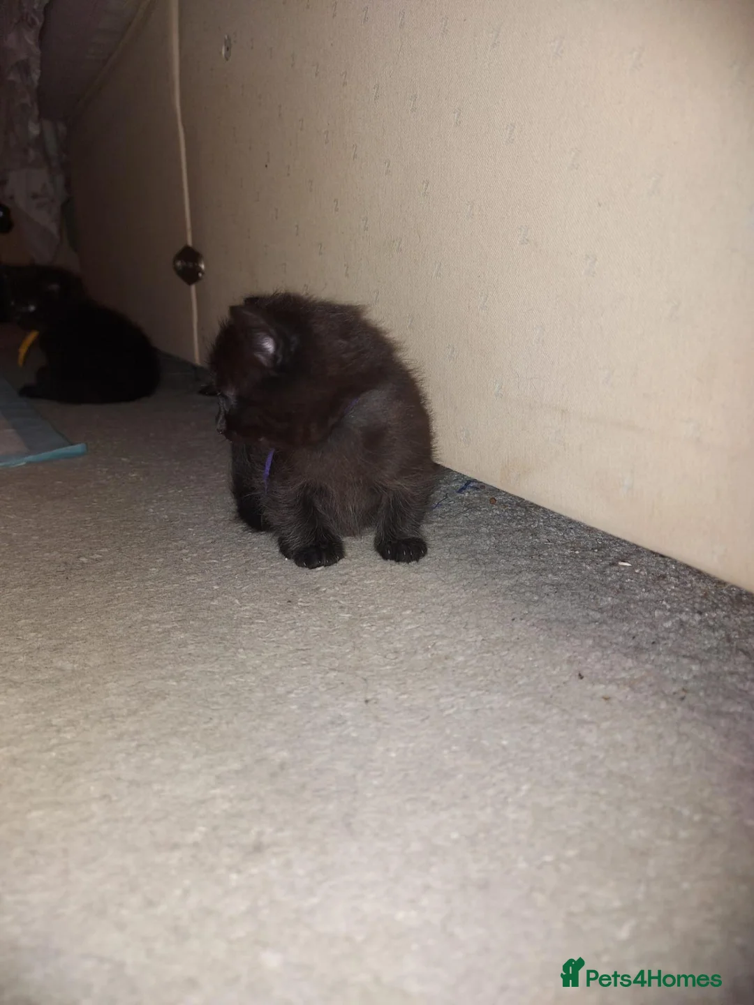 Mixed Breed cats for sale: Black kittens - Advert 5