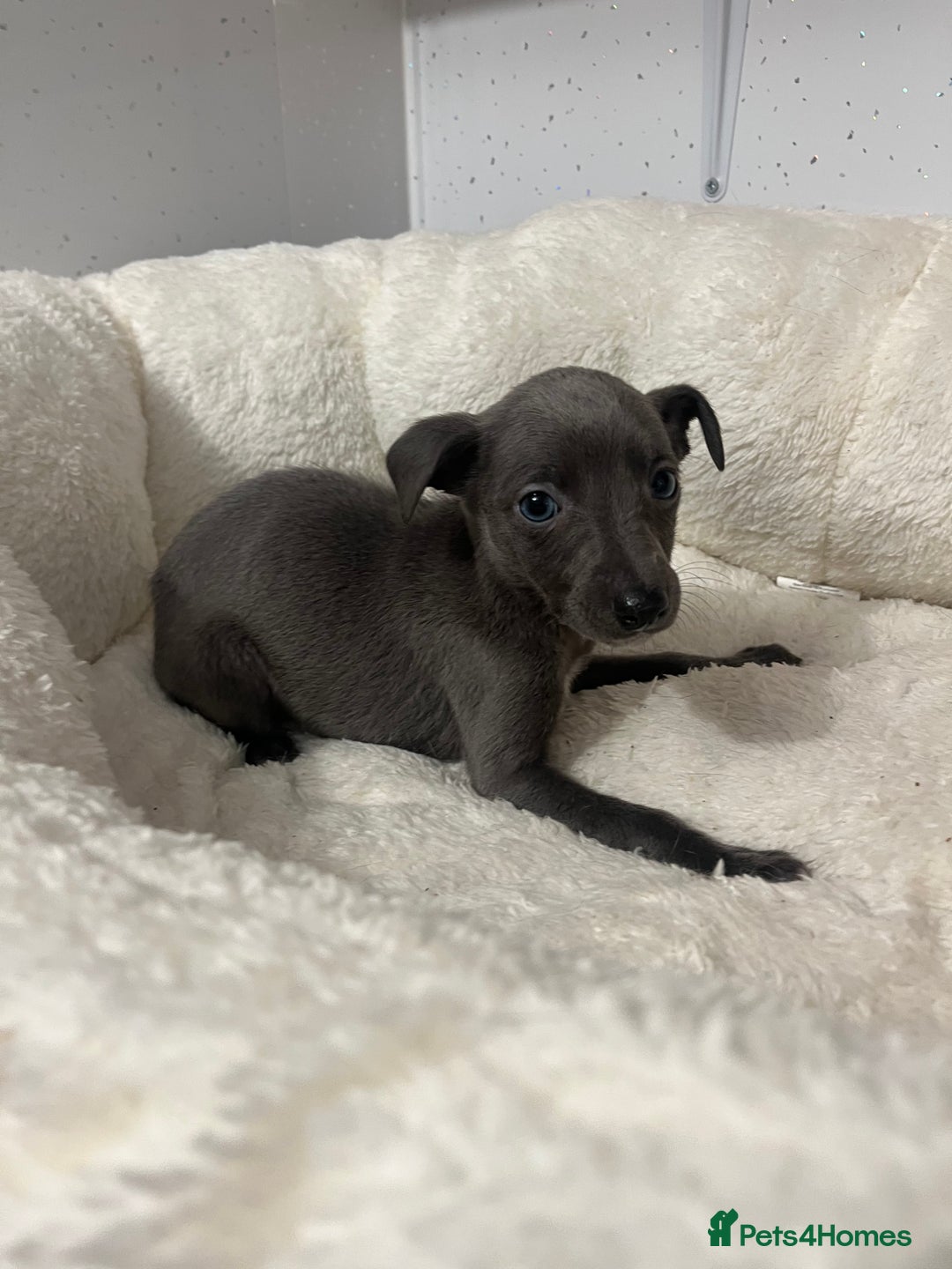 Whippet dogs for sale: Whippet  - Advert 10