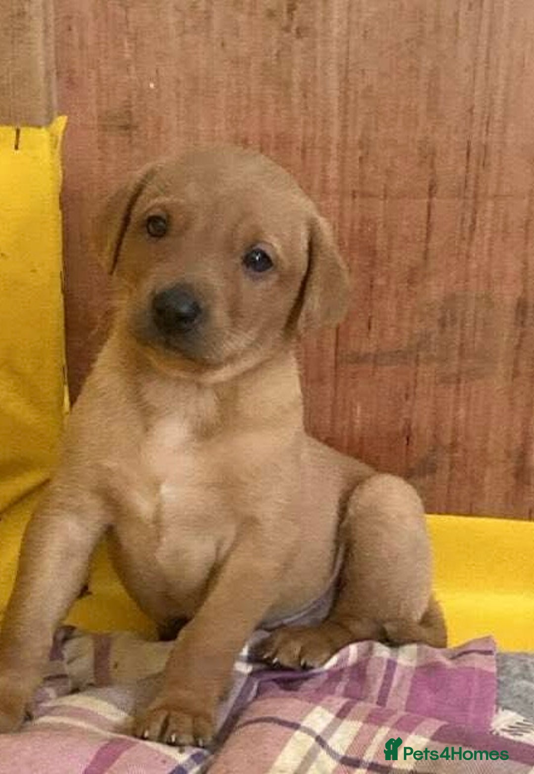 Labrador Retriever dogs for sale: Black and red KC Labrador puppies  - Image 3