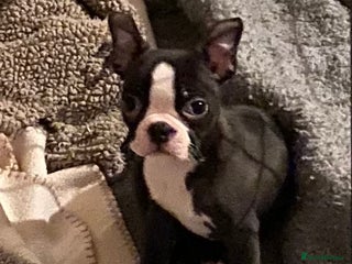 Boston Terrier dogs 🐾 Last Boston Terrier pup available 🐾 - Advert 1
