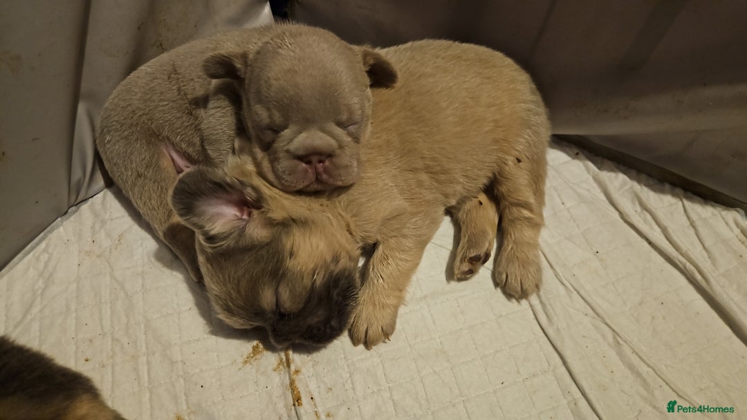 French Bulldog dogs for sale: Beautiful fluffy 🪢🪢frenchies - Image 9