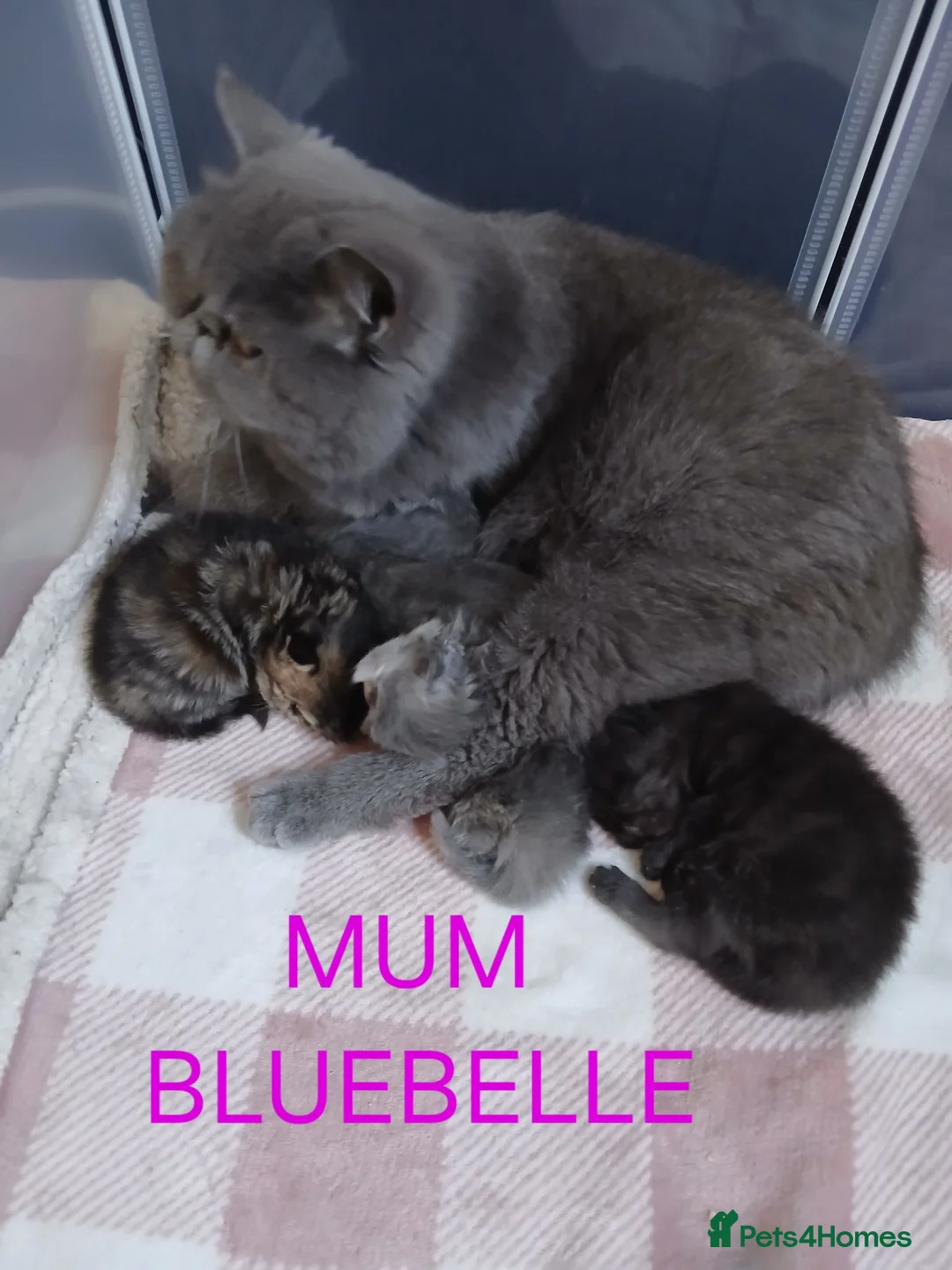 Exotic cats for sale: EXQUISITE GCCF PERSIAN EXOTIC BABIES - Advert 33